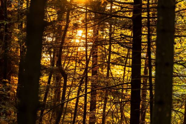 istock Forest of Mont Pelerin 1443456044