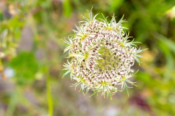 istock Top view of a Meadowsweet in a field under the sunlight 1443456055
