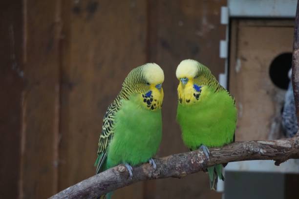 istock Closeup shot of perched Budgerigar birds 1443456061