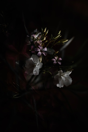 A vertical closeup shot of a bouquet with white oleanders and oxalis flowers in the dark