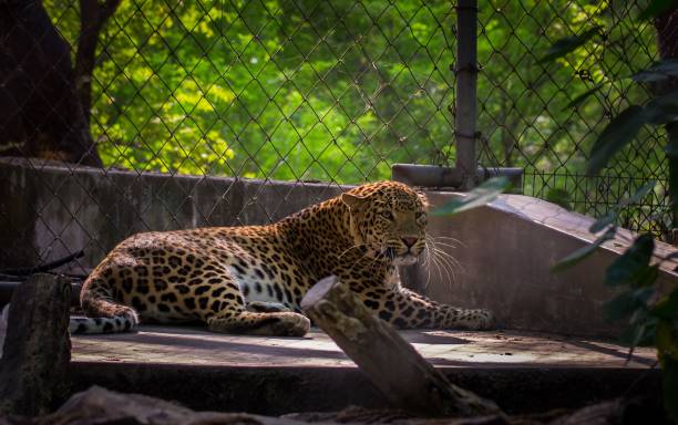 istock Jaguar lying on the ground inside the zoo 1443456592