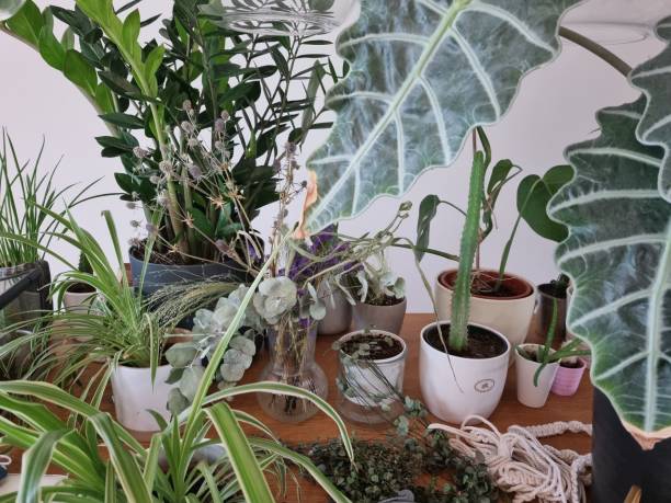 istock Potted green plants on a wooden table against a white wall 1443456658