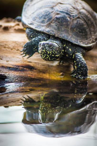 istock Closeup shot of a sea turtle 1443456806