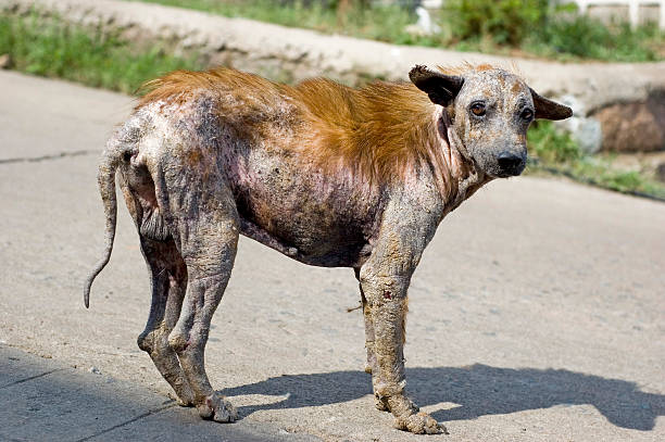 Mongrel Hairless stray dog. Hyderabad, India. ugly dog stock pictures, royalty-free photos & images