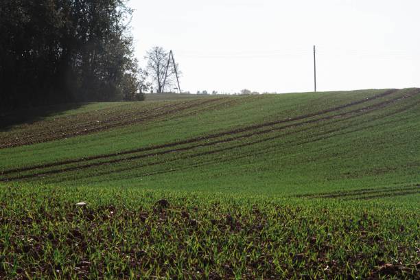 istock Field of green grass with trees in the background 1443457003
