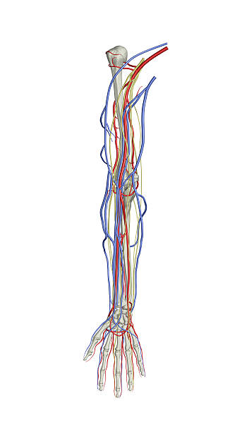 Cтоковое фото Рука с костей, артерий и вен, нервов