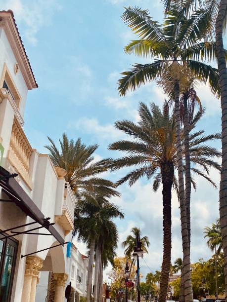 istock Vertical streetscape with palms trees against the blue sky 1443457801