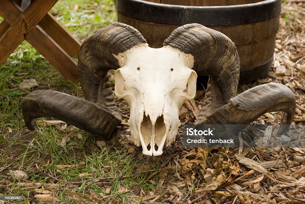 Cranio di ram - Foto stock royalty-free di Ambientazione esterna
