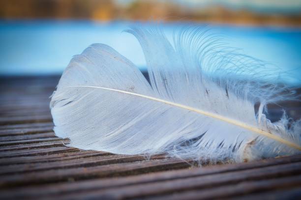 istock Closeup of white feather isolated in blurred background 1443458729