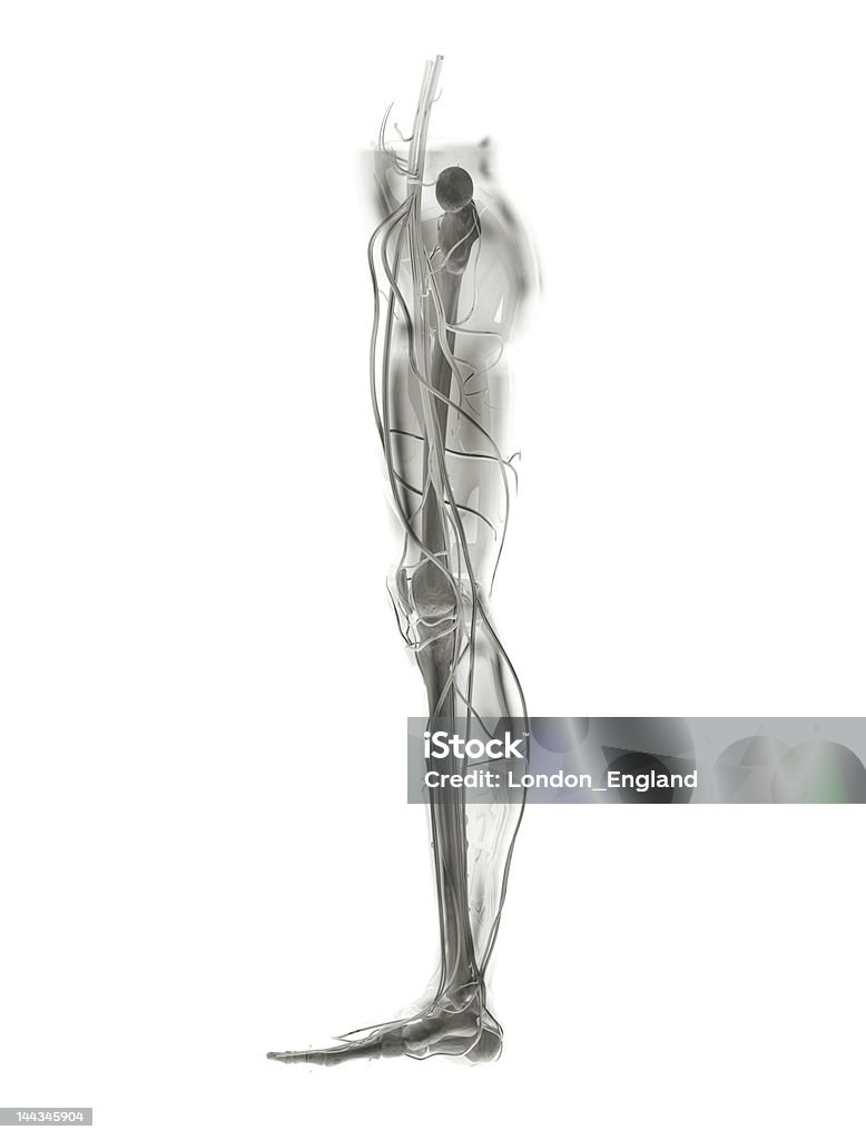 Radiografia della gamba - Foto stock royalty-free di Anatomia umana