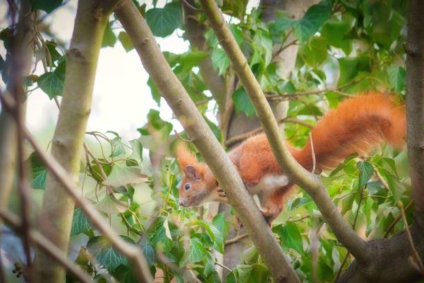 istock Closeup of squirrel perching on tree branches and looking toward 1443459044