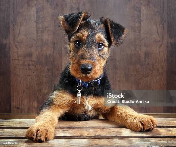 Doggy On A Crate Stock Photo - Download Image Now - Airedale Terrier, Animal, Animal Body Part