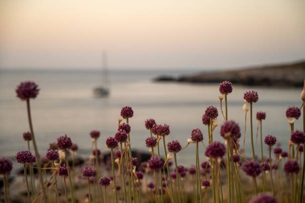 istock sunset on the Tremiti Islands 1443459682