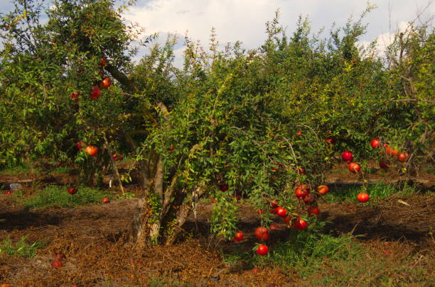 istock Beautiful orchard. Pomegranate trees with fruits on branches 1443459997