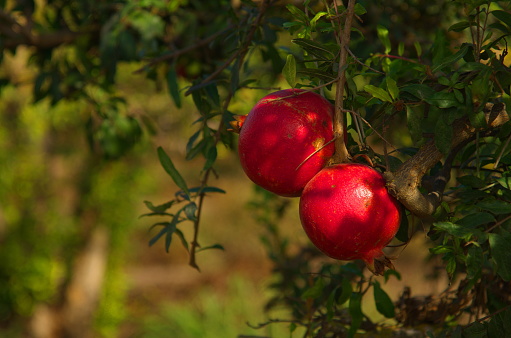 Garden with pomegranate trees. Rich harvest, large fruits, ripe pomegranates. Kibbutz moshav in Israel. Plantations with beautiful low trees. Red ripe pomegranates on a branch - Orchard