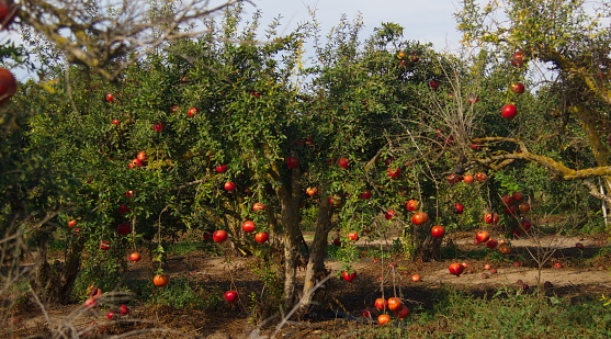 Garden with pomegranate trees. Rich harvest, large fruits, ripe pomegranates. Kibbutz moshav in Israel. Plantations with beautiful low trees. Red ripe pomegranates on a branch - Orchard