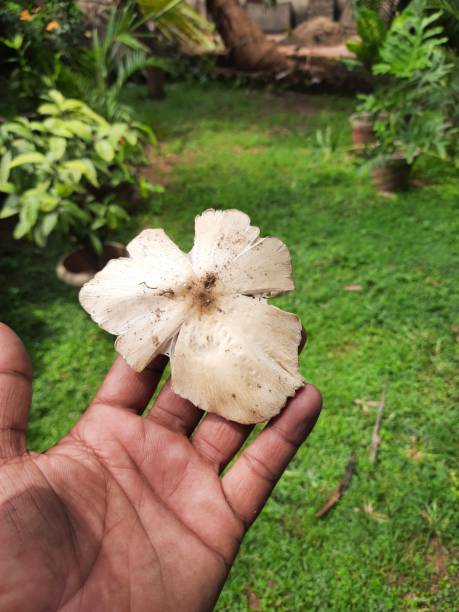 Wild Mushroom in the garden