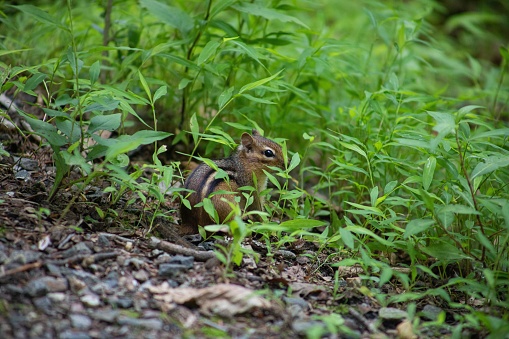A closeup shot of an adorable chipmunk eating a nut on a field