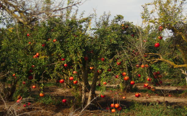 istock Beautiful orchard. Pomegranate trees with fruits on branches 1443460184