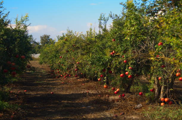 istock Beautiful orchard. Pomegranate trees with fruits on branches 1443460216