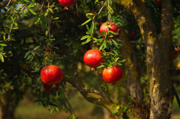 beau verger. grenadiers avec des fruits sur les branches - grenadier arbre fruitier photos et images de collection