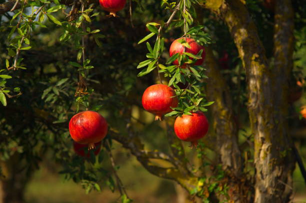 아름다운 과수원. 가지에 과일이있는 석류 나무 - 석류 뉴스 사진 이미지