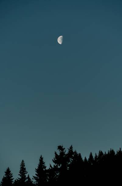 istock Silhouette of pine tree tops under the moonlight 1443460563