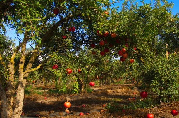 istock Beautiful orchard. Pomegranate trees with fruits on branches 1443460583