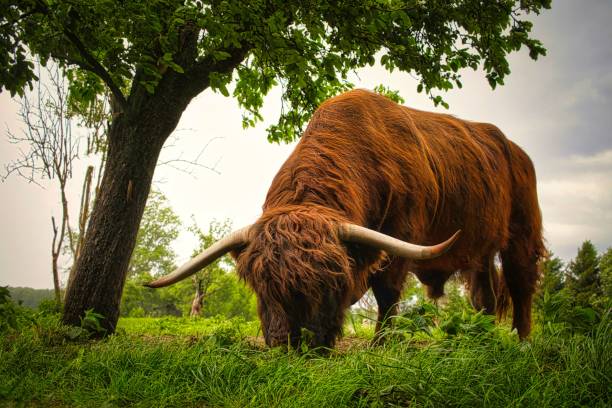 The Highland cattle grazing in a green meadow.