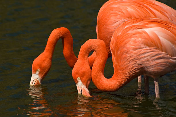 20+ Flamingo Drinking Two Animals Bird Stock Photos, Pictures