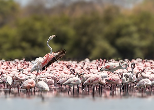 A lesser flamingo in its group dancing