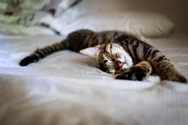 istock Cute tabby cat comfortably sleeping on a bed 1443461526