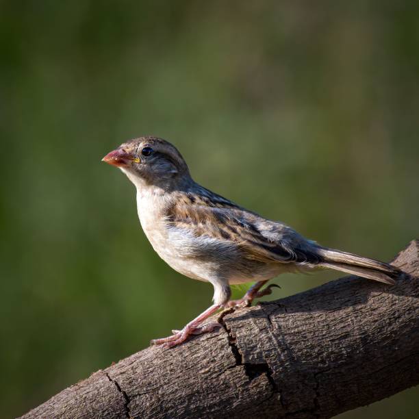 istock Vertical shot of a Rock sparrow on a tree branch 1443461764