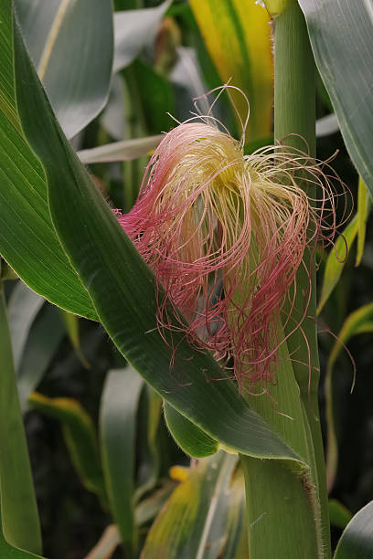 Fêmea milho-Cabeça de Flor - fotografia de stock