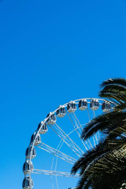 Ferris wheel and a palm tree against the blue sky in San Francisco