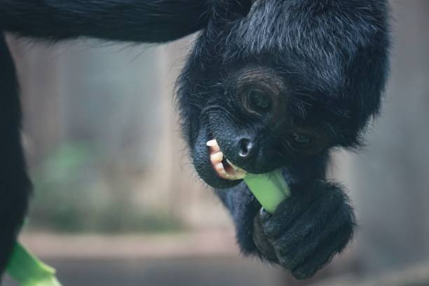 istock Closeup of a black-headed spider monkey (Ateles fusciceps) eating a green leaf 1443462088