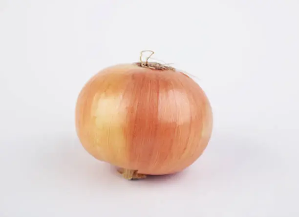 Fresh onion bulb isolated on white