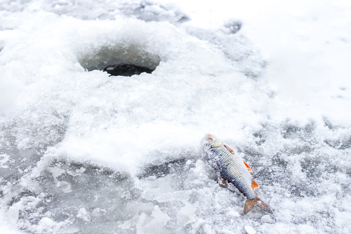 The first fish caught in the snow near the hole