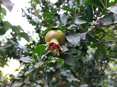 A close-up shot of a raw pomegranate growing on a tree