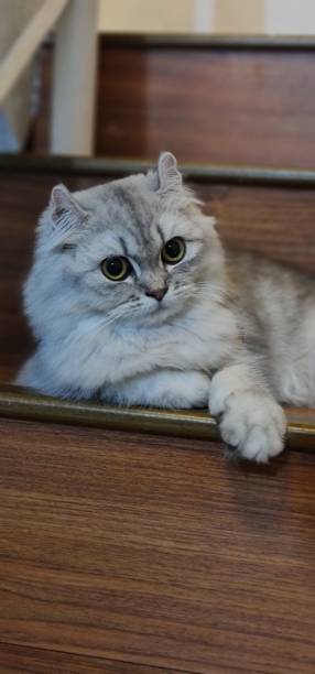istock Vertical shot of a white cat with big eyes on steps 1443462357