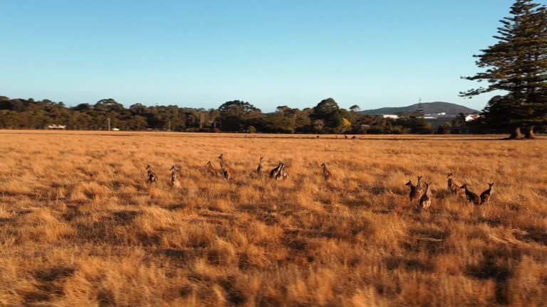 Kangaroos in a field on a sunny day