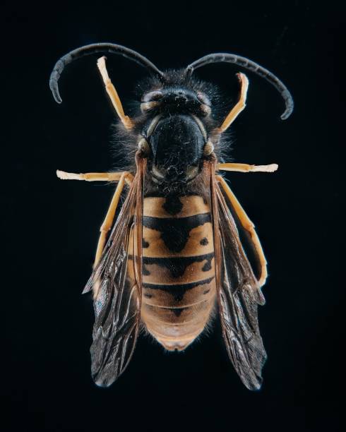 istock Macro of forest wasp on a black background 1443462698