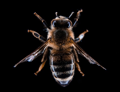 Details of dorsal thorax and head, including ocelli, of a wild native bee covered in pollen inside an orange cactus flower.