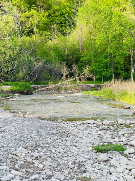 istock Vertical shot of a rocky river surrounded by trees 1443462752