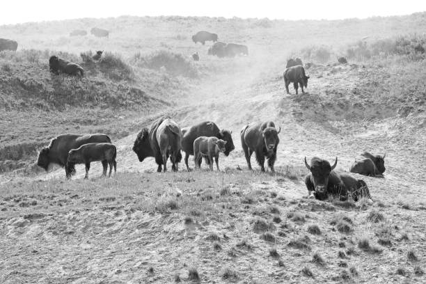 istock Grayscale of buffaloes in the field 1443462904