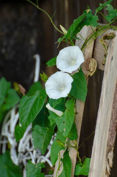 istock Vertical shot of a white Convolvulus arvensis 1443462917