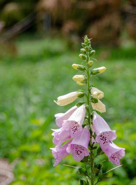 istock Shallow focus of a digitalis in the field 1443462934