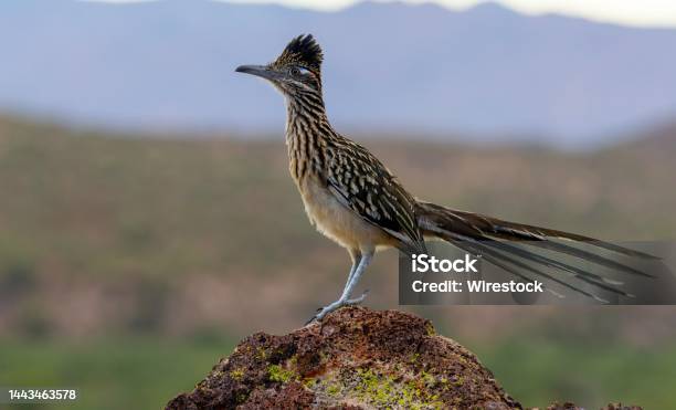 Greater Roadrunner On Coon Bluff Just Off The Salt River Northeast Of Phoenix Arizona Stock Photo - Download Image Now
