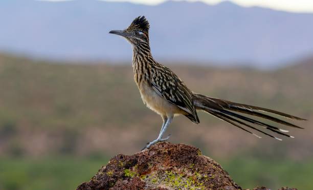 maior roadrunner em coon bluff, ao largo do salt river, a nordeste de phoenix, arizona - roadrunner - fotografias e filmes do acervo