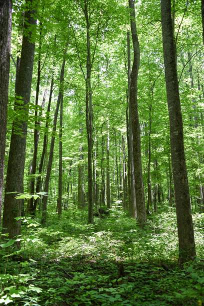 istock Vertical shot of thin trees in a green forest 1443463722
